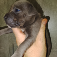 Staffordshire bull terrier blu
