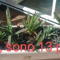 Cactus e piante grasse