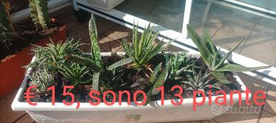 Cactus e piante grasse