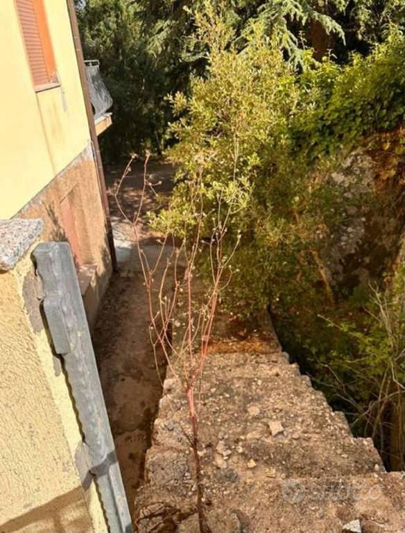 Appartamento – Tempio Pausania, Gallura Nord-Est Sardegna - Vista 4