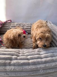 Maltipoo - Maschio e Femmina