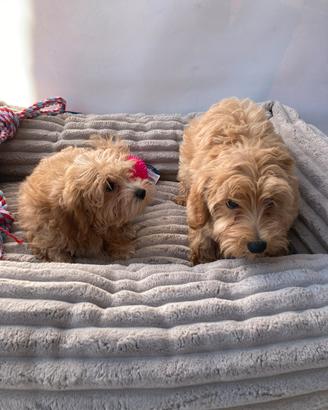 Maltipoo - Maschio e Femmina