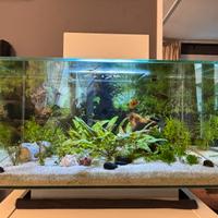 Acquario fluval edge 23l