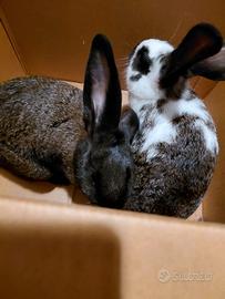 Conigli ibridi mini loop