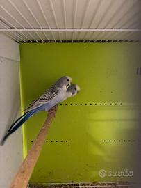 Coppia ondulati 2025