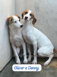 OLIVER E DENNY