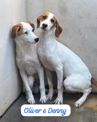 OLIVER E DENNY