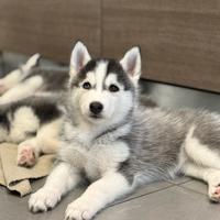 Cuccioli husky pedigree