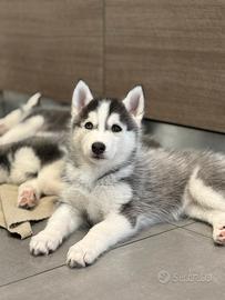 Cuccioli husky pedigree