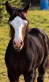Puledro ( cavallo) paint