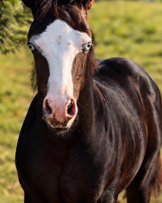 Puledro ( cavallo) paint