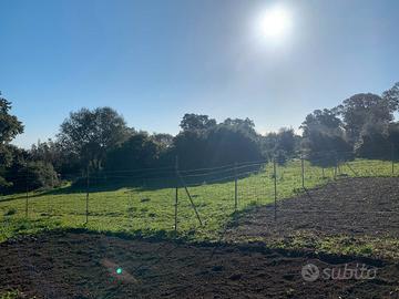Terreno agricolo recintato con uliveto e rustic