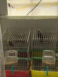 Cardellino-incardelllato