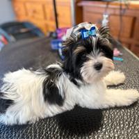 Biewer terrier - yorkshire