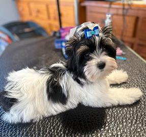 Biewer terrier - yorkshire