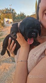 Cuccioli labrador