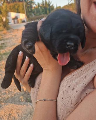 Cuccioli labrador