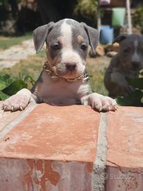 Pitbull tricolor e blue nose