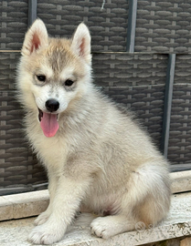 Siberian husky cuccioli
