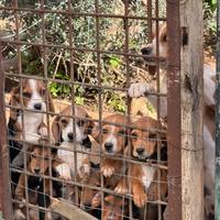 Beagle e segugio