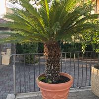 cycas