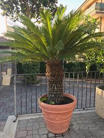 cycas