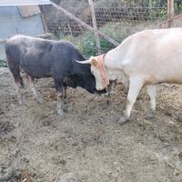 Mucca e vitello