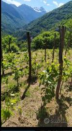 vino padronale biologico 