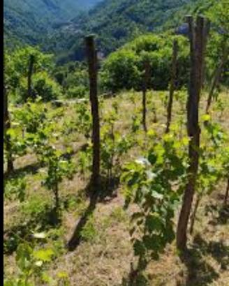 vino padronale biologico 
