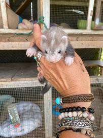 Cuccioli Furetto