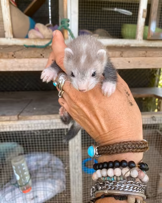 Cuccioli Furetto