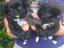 Immagine 4