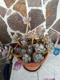 pianta di Pachyphytum oviferum.