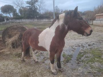 Cavallo pezzato