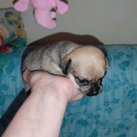 Femmina chihuahua