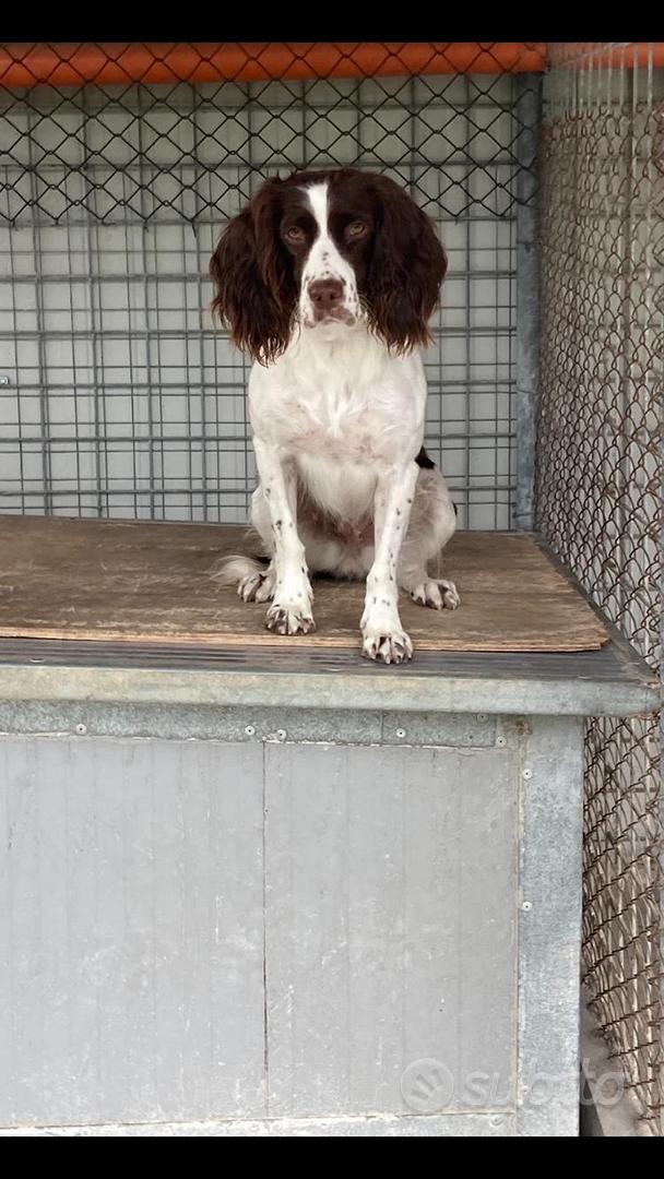 Springer Spaniel Inglese da caccia - Animali In vendita a Ancona