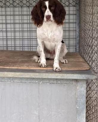 Springer Spaniel Inglese da caccia