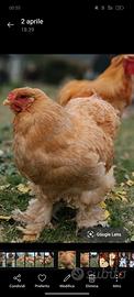 Galline Brahma giovani