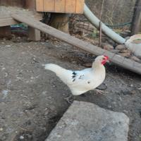 Galline nostrane e anatre corritrici indiane