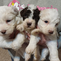 Cuccioli di lagotto romagnolo con pedegree