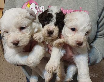 Cuccioli di lagotto romagnolo con pedegree