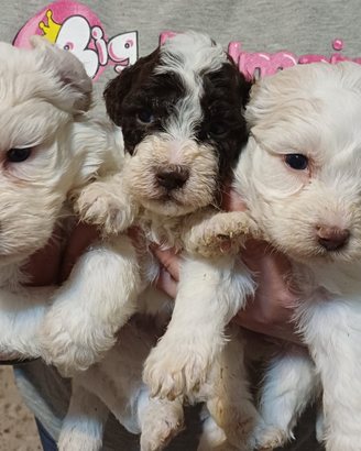Cuccioli di lagotto romagnolo con pedegree