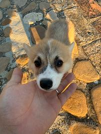 Welsh Corgi pembroke