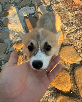 Welsh Corgi pembroke