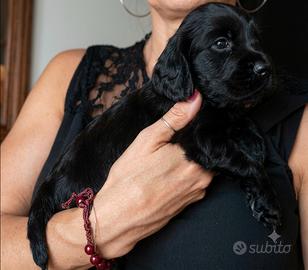 Cocker Spaniel Inglese Cuccioli