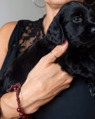 Cocker Spaniel Inglese Cuccioli