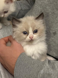 Ragdoll cucciola adorabile