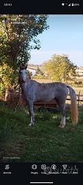 Cavalli