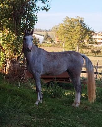 Cavalli