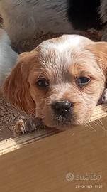Cuccioli di Breton con Pedigree